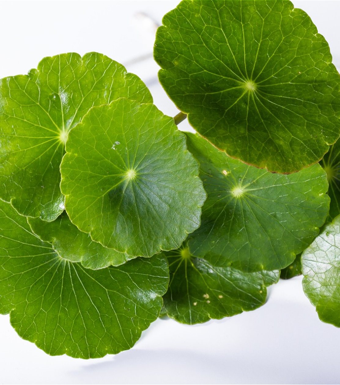 Wąkrota azjatycka